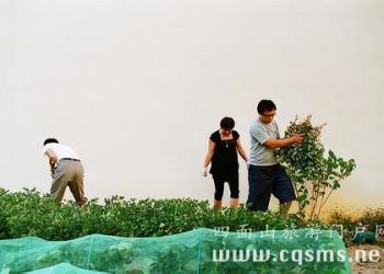 去四面山旅游应该吃哪些美食？