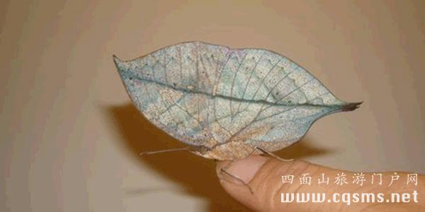 四面山珍稀物种 枯叶蝶