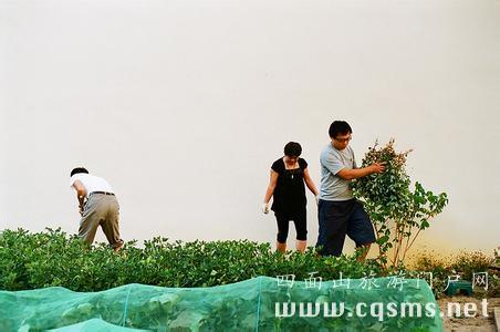 四面山新鲜菜园